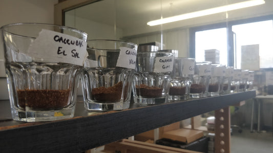Cupping lab - coffee samples in glass bowls ready for water