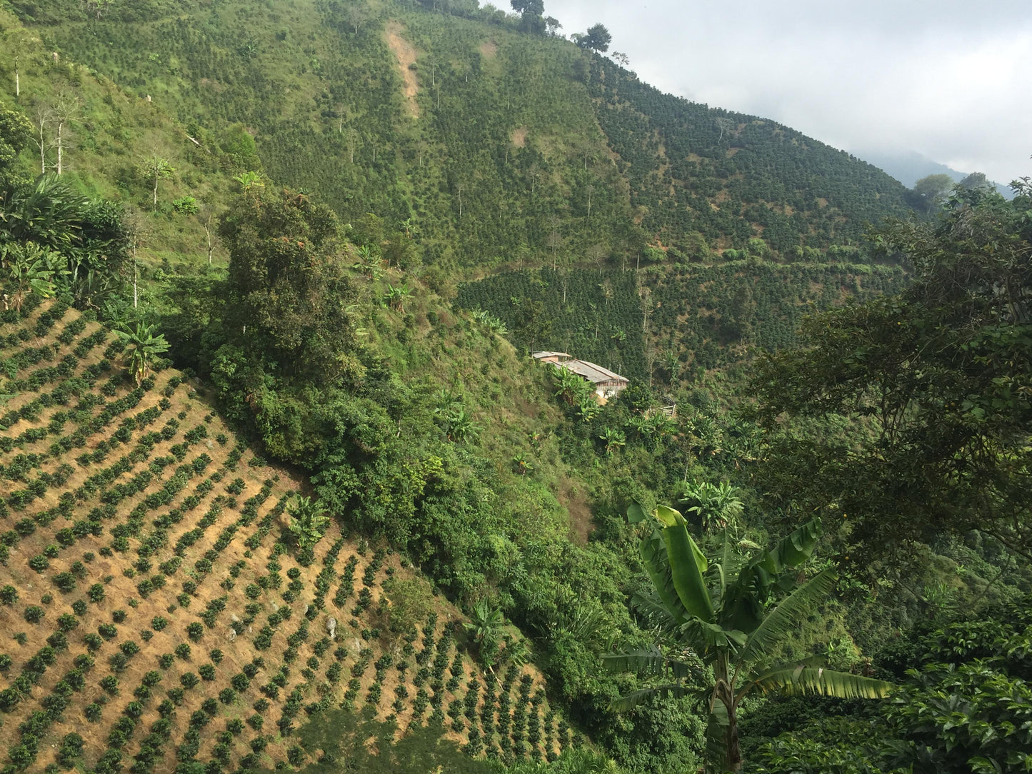 Colombia - Familia Saldarriaga Espresso