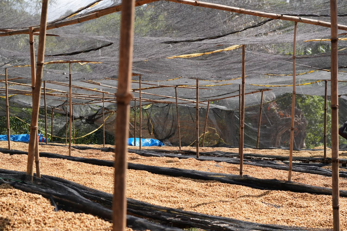 Ethiopia - Weessi Tima Anoxic Honey