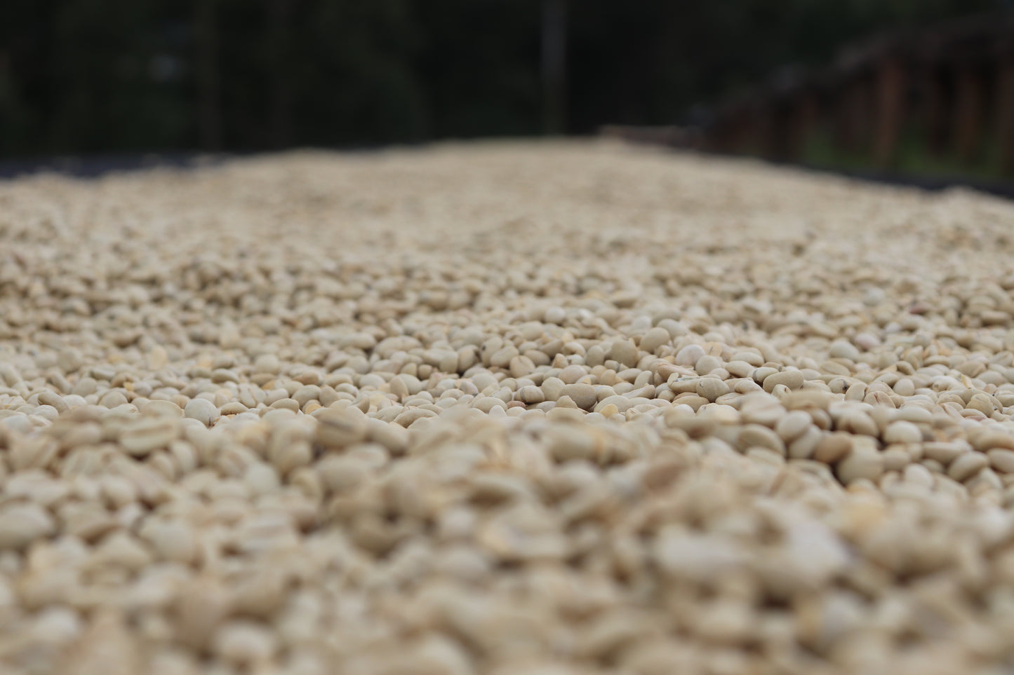 Kenya - Gondo AA #261