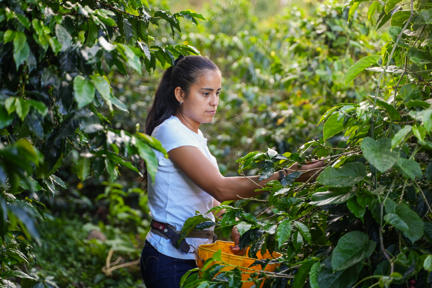 Colombia - Yulieth Mora's Ají