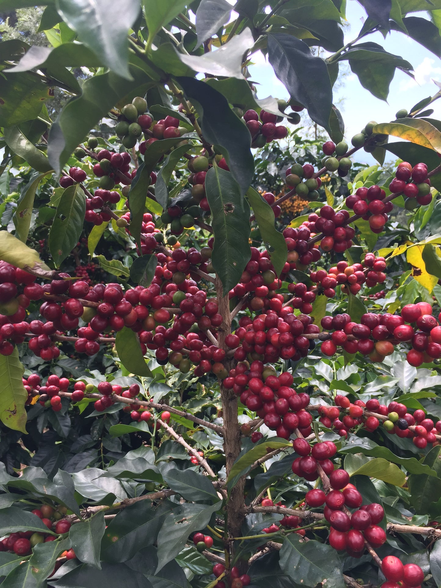 Guatemala - Fredy Orantes' Buena Vista Pacamara