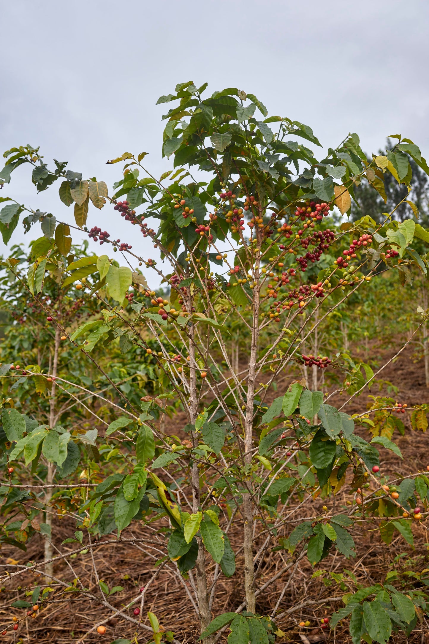 Rwanda - Cyesha Natural