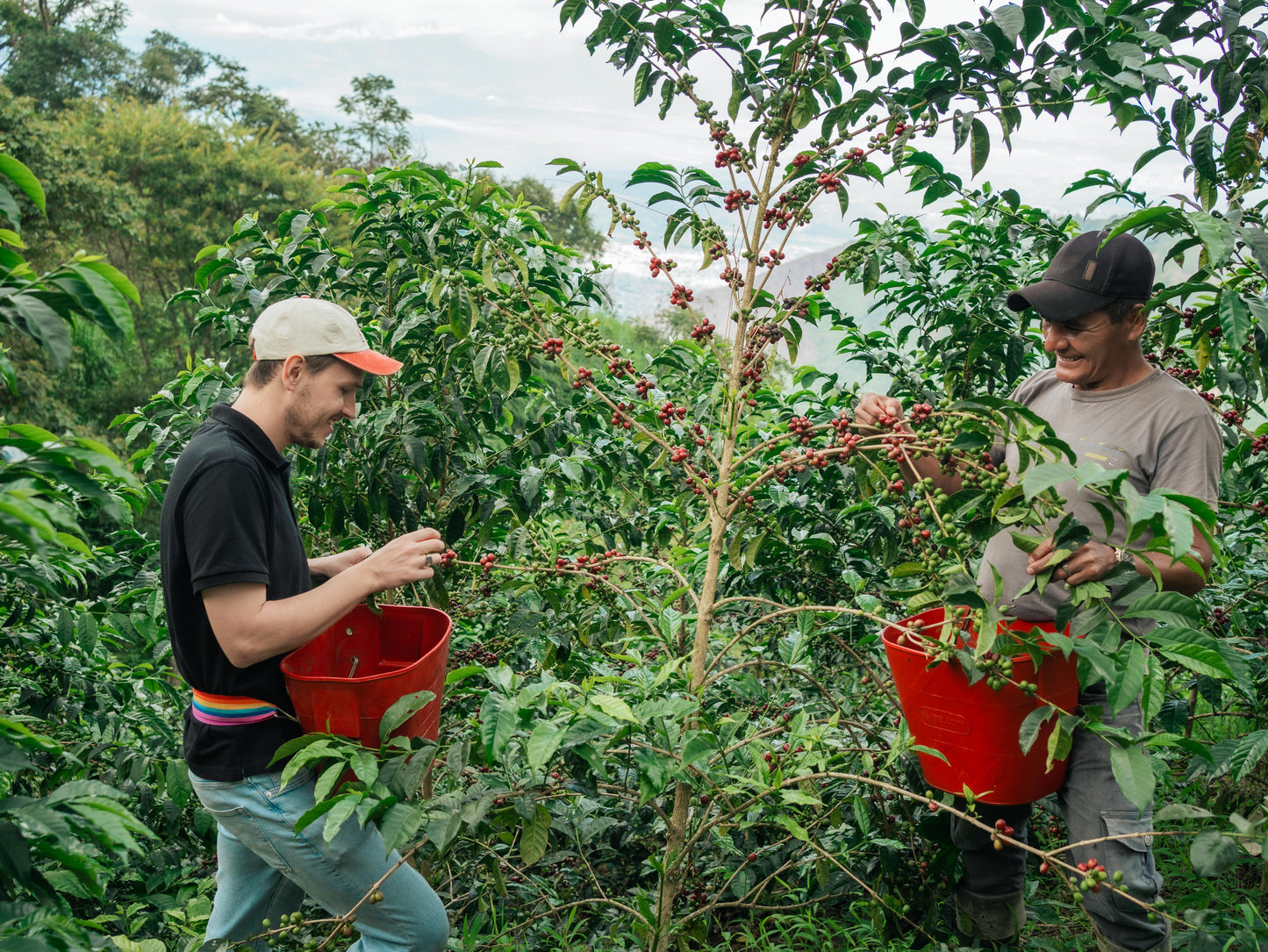 Peru - Las Etiopes Ethiopian "Heirloom" FW Lot #33