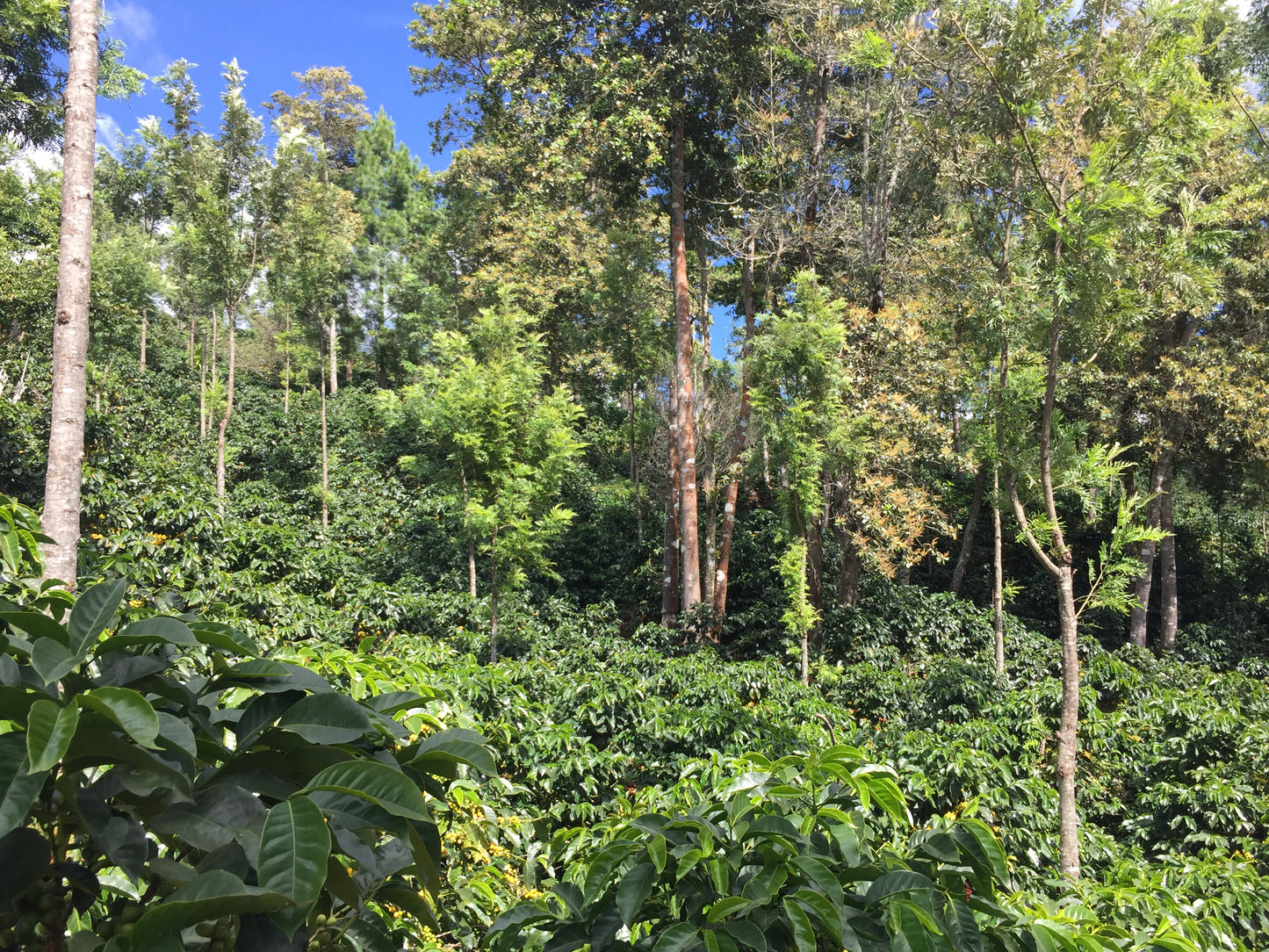 Guatemala - Fredy Orantes' Buena Vista Pacamara