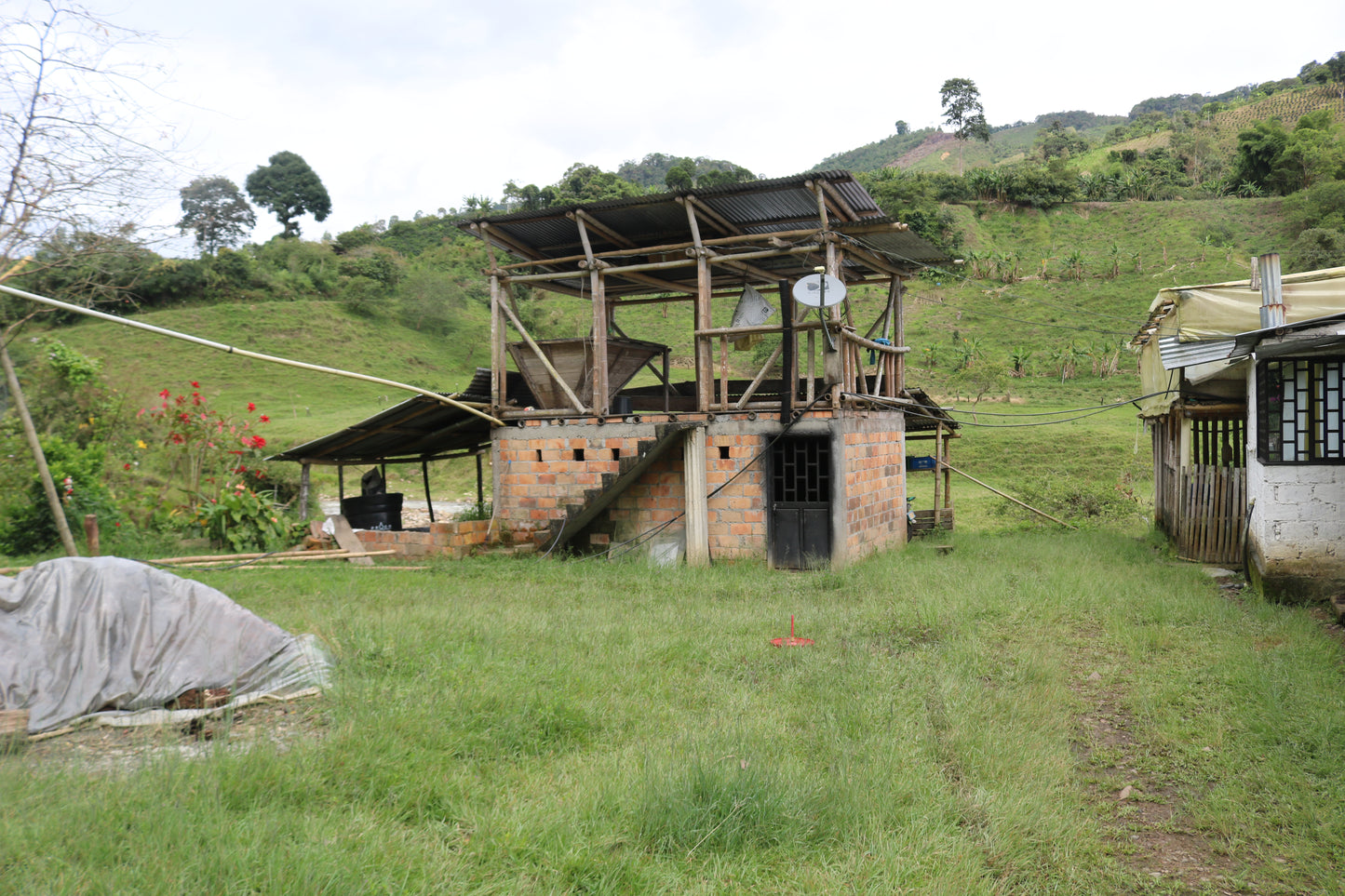 Colombia - Mayelo Toro's Rosado
