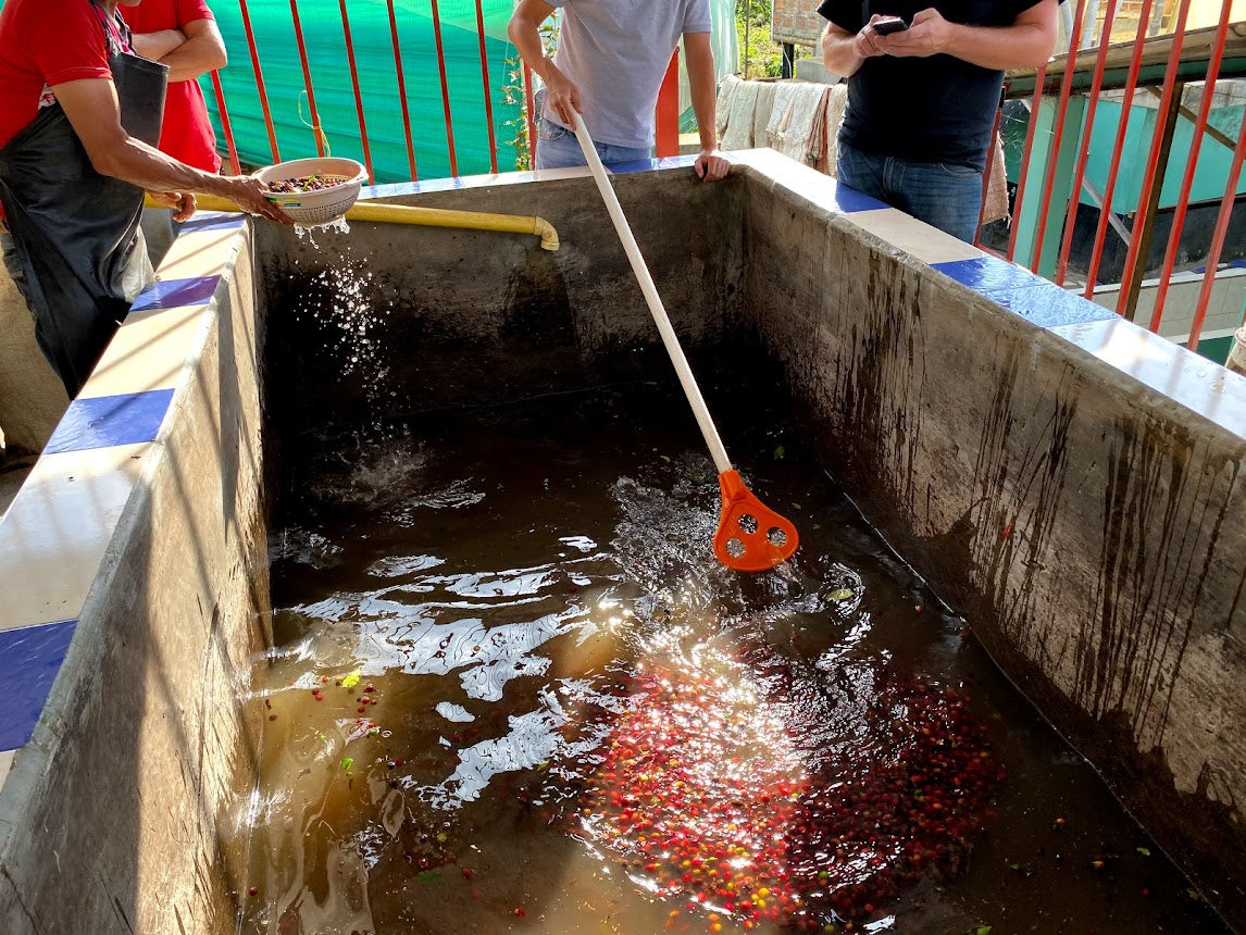 Coffee cherries being floated to remove lower density/lower quality cherries, at Jamaica processing station. Photo credit - Jessie May Peters