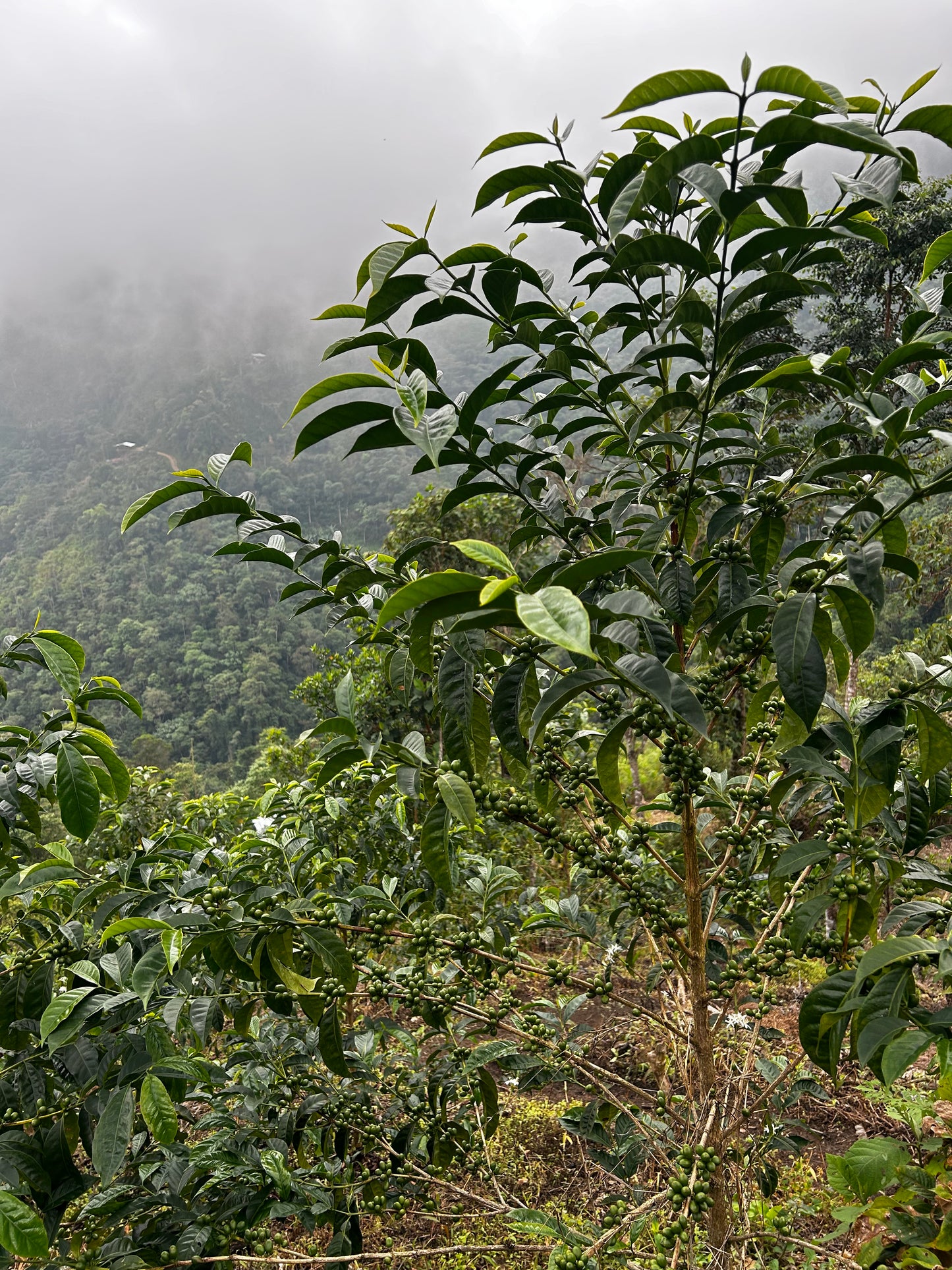 Peru - Las Etiopes Gesha Lot #14