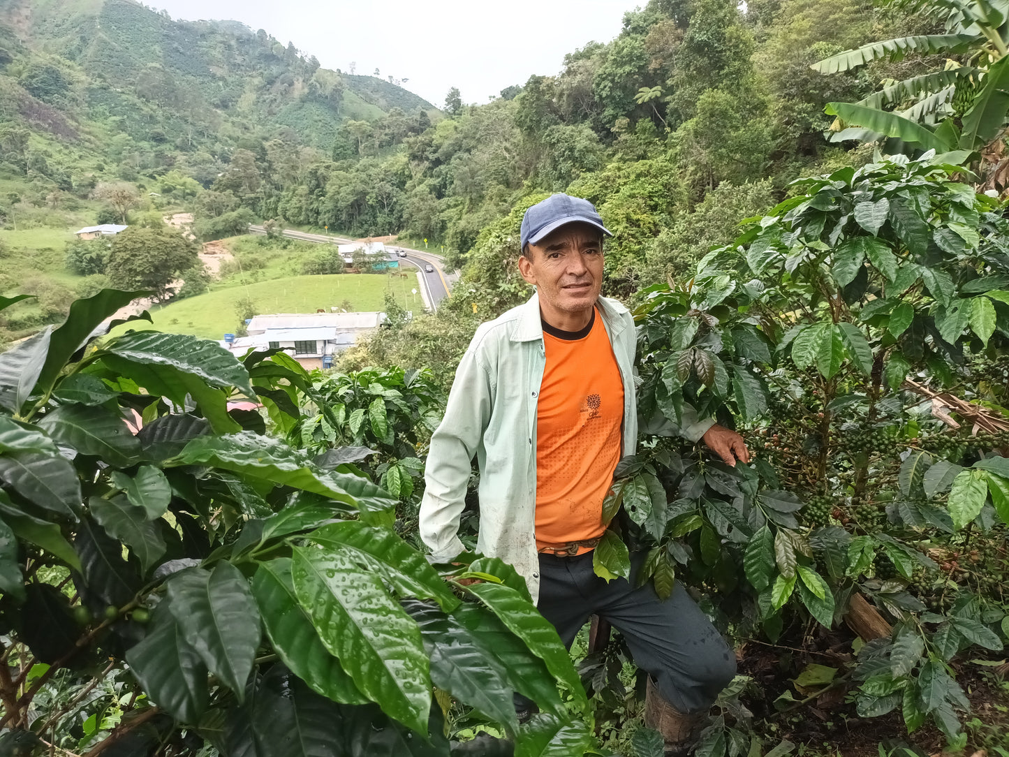 Colombia - Mayelo Toro's Rosado