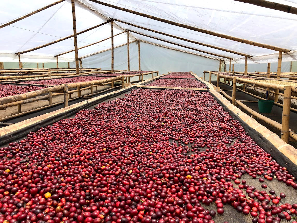 Coffee cherries drying as naturals, on raised beds - Jamaica processing station. Photo Credit - Jessie May Peters