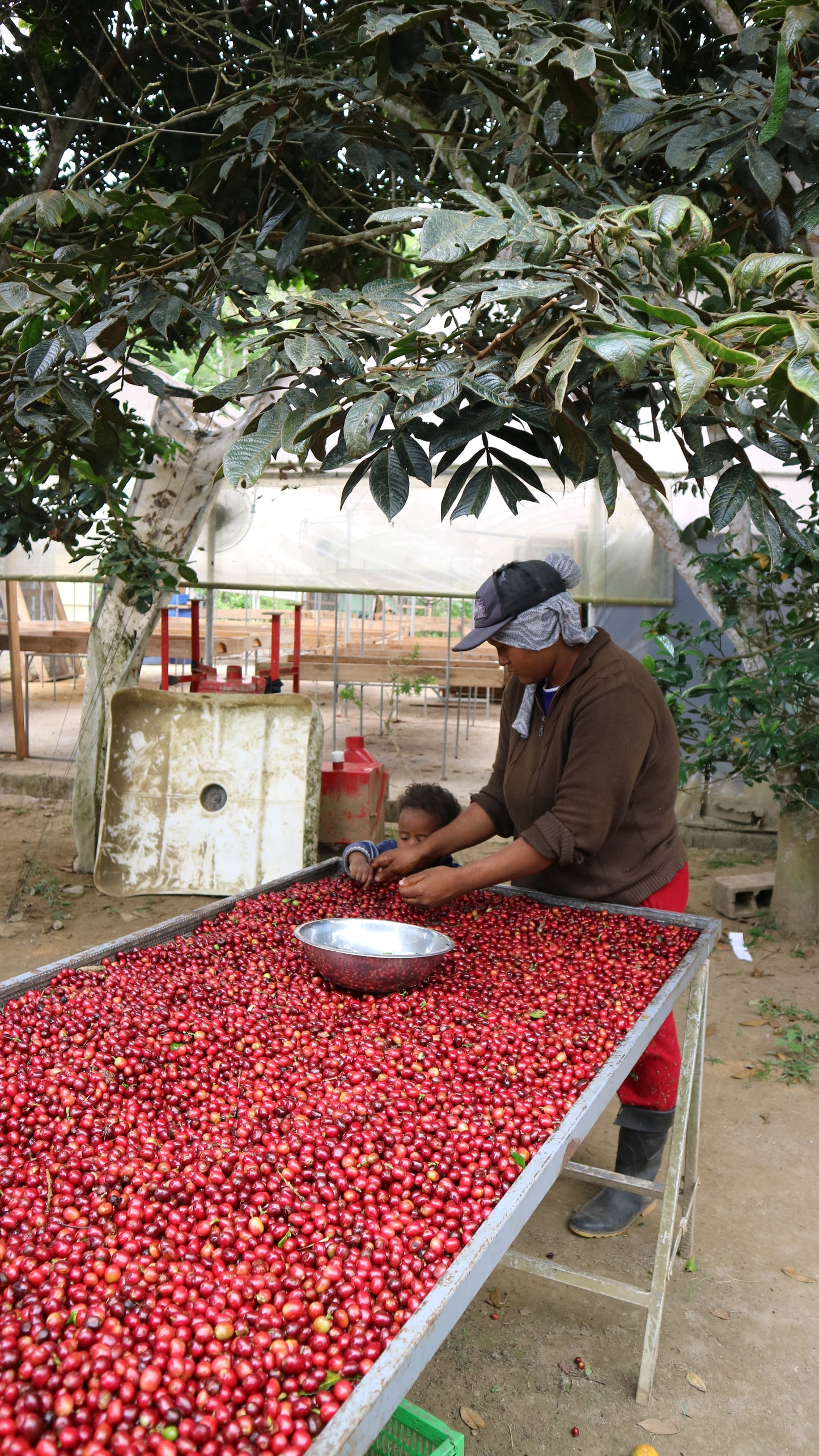 Sorting tables with ripe cherry at Meridiano