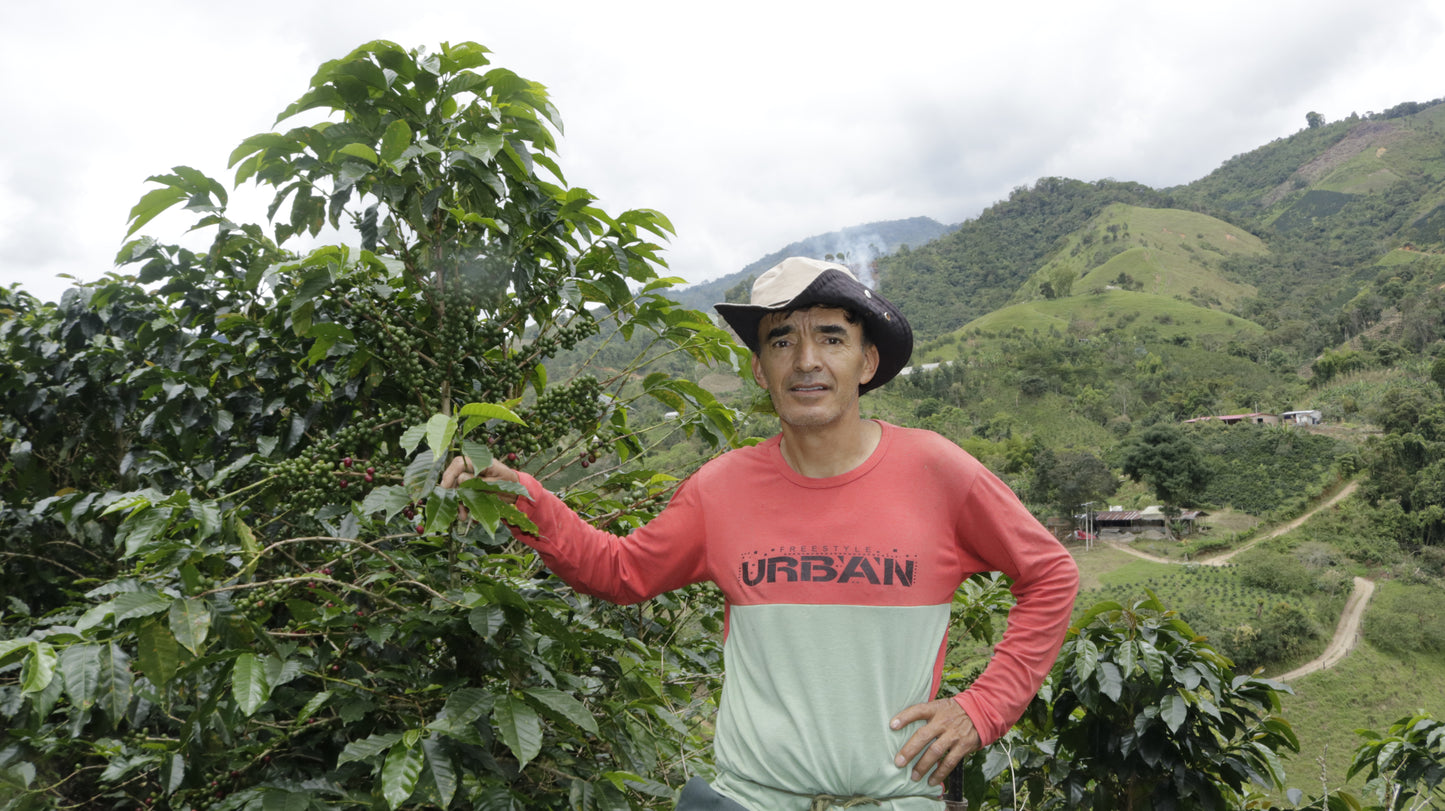 Colombia - Mayelo Toro's Rosado