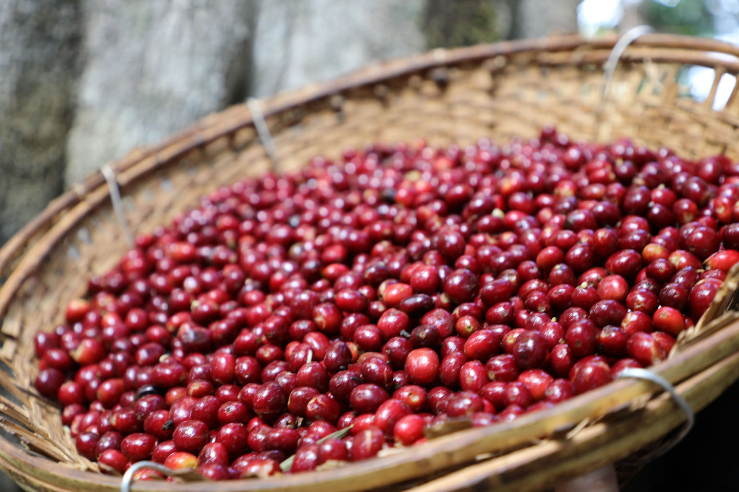Ethiopia - Gash Sentayehu Special Prep