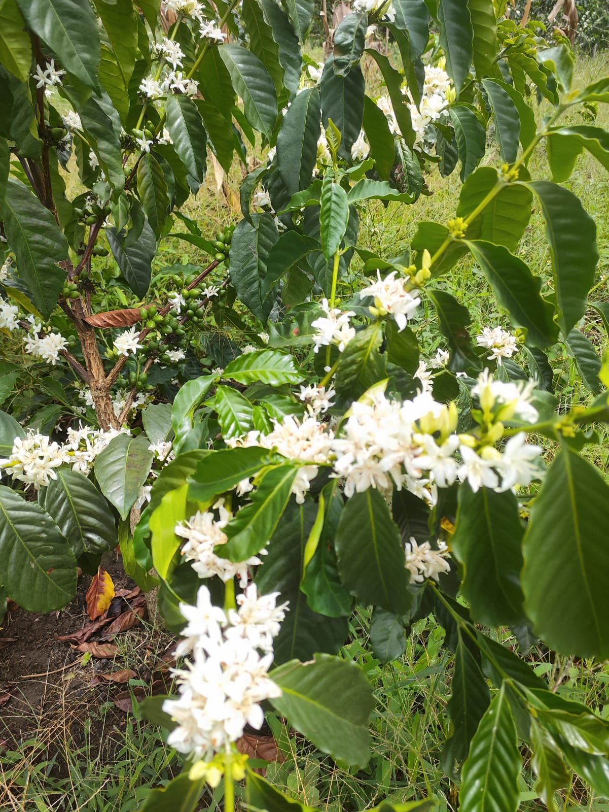 Colombia - Quebraditas Advanced Natural Chiroso