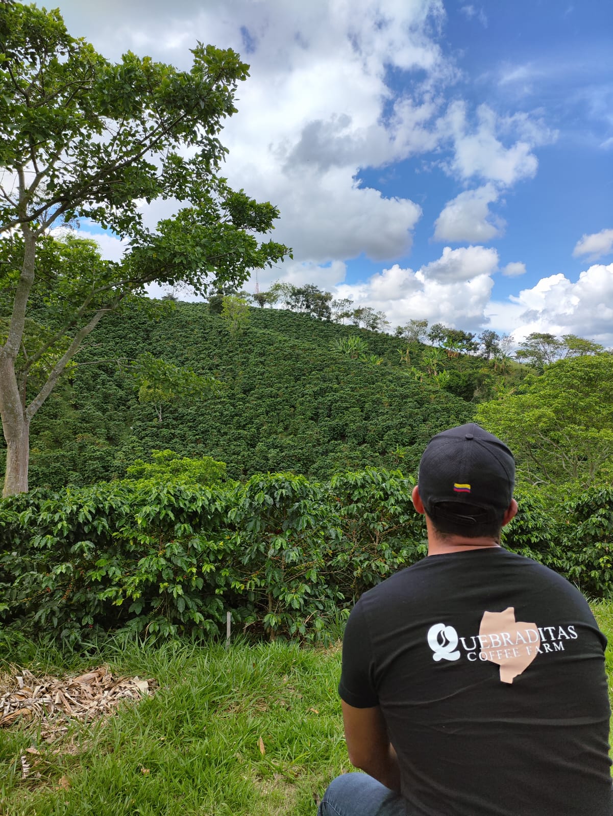 Colombia - Quebraditas Advanced Natural Chiroso