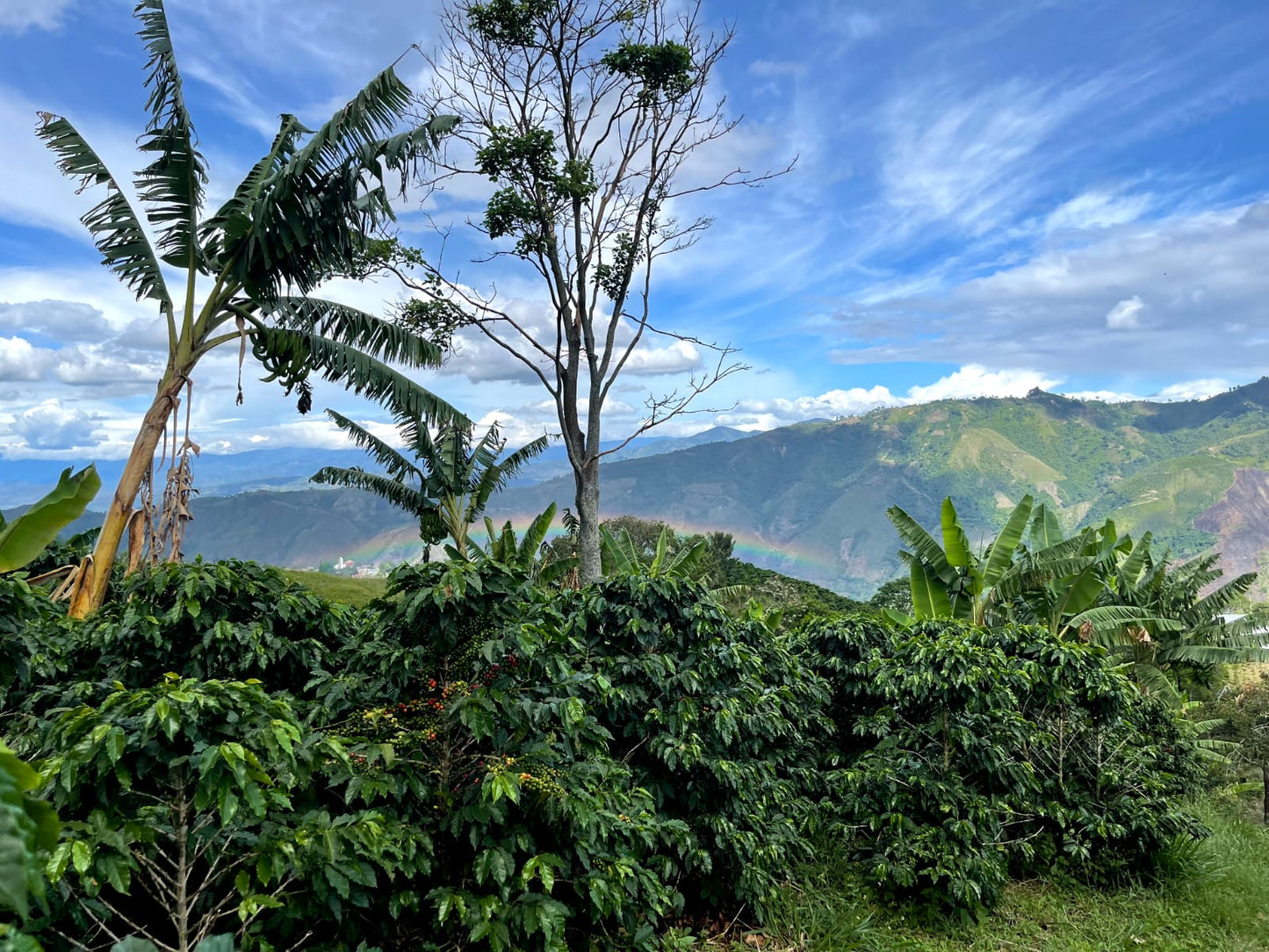 Colombia - Quebraditas Advanced Natural Chiroso