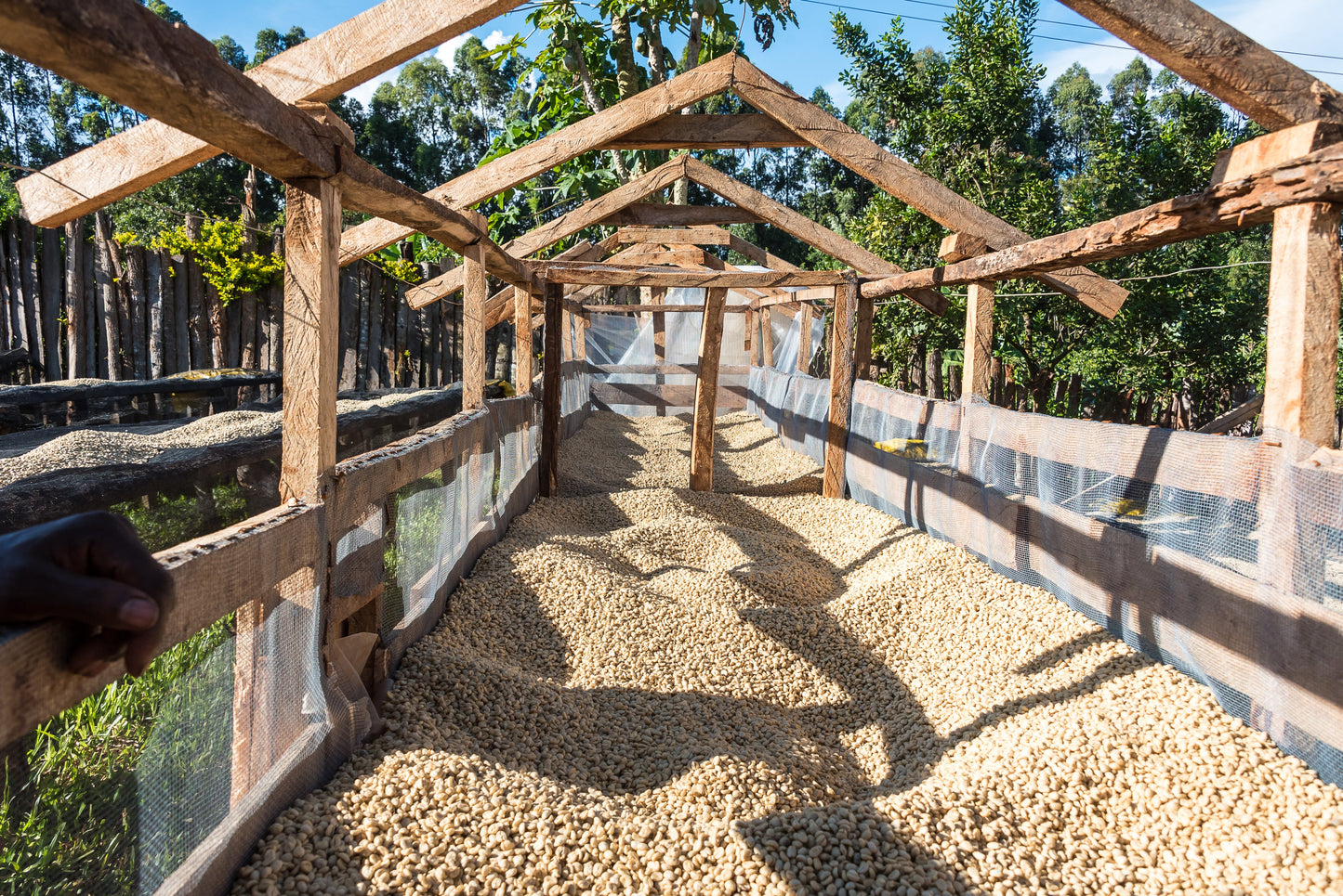Kenya - Wamuguma AA Espresso