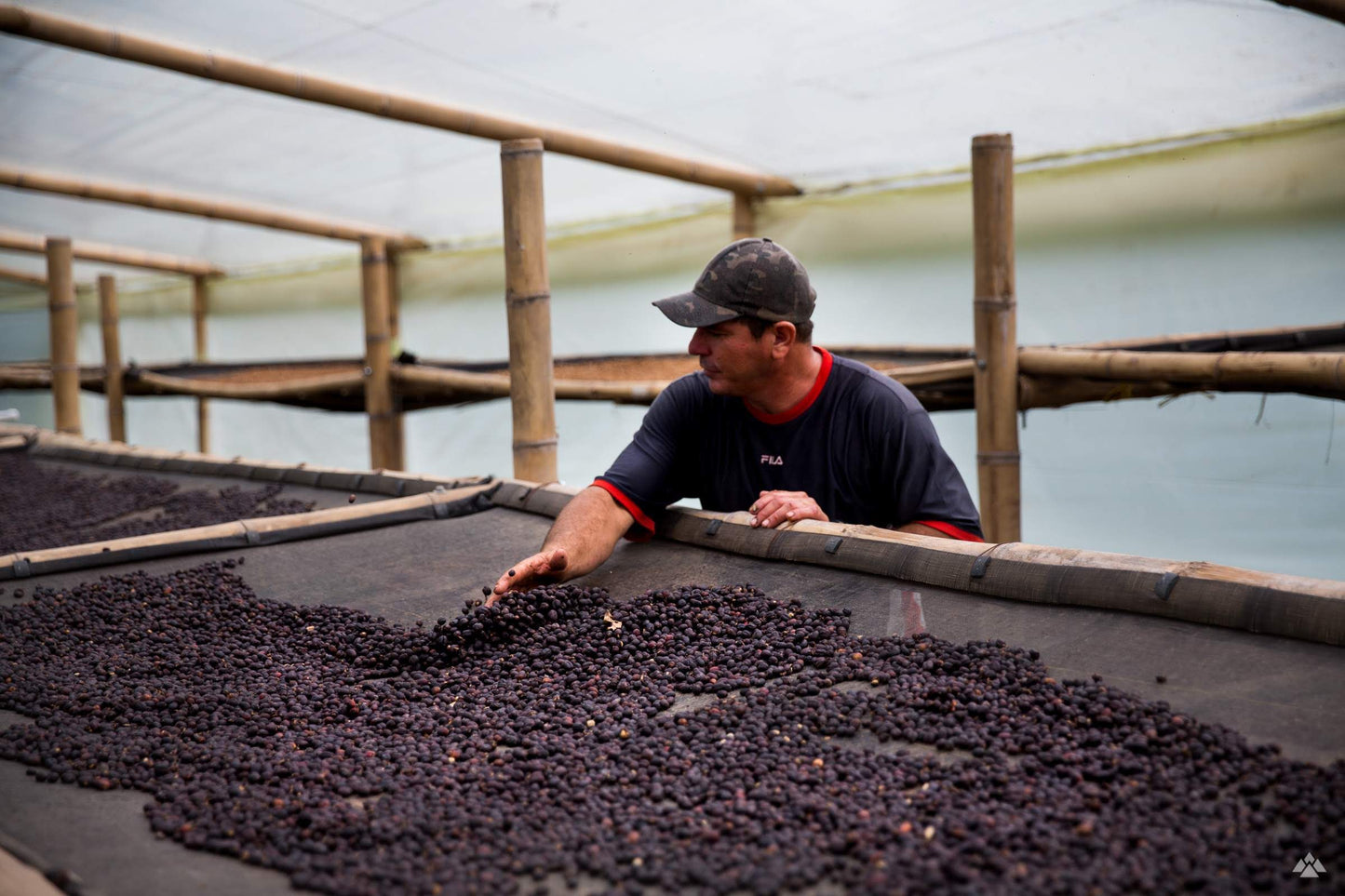 Colombia - Nimbus Rosado Decaf
