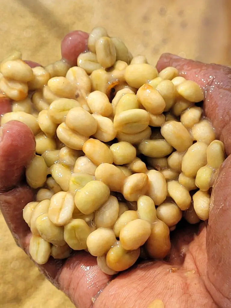 Ethiopia - Chelbesa Danche FW