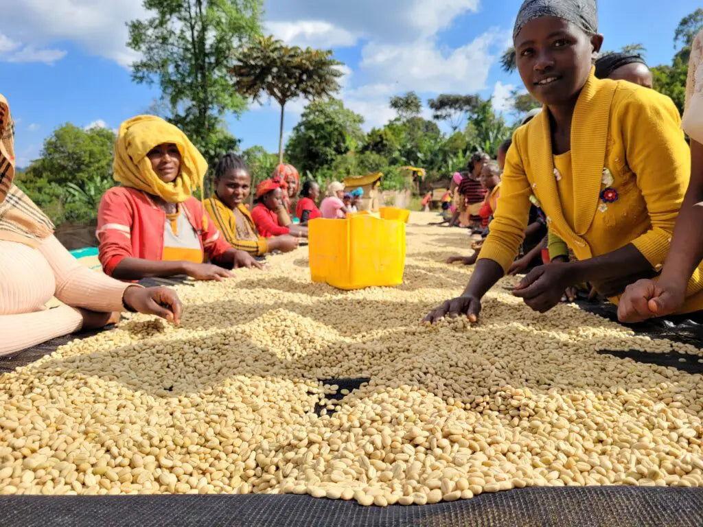 Ethiopia - Chelbesa Danche FW