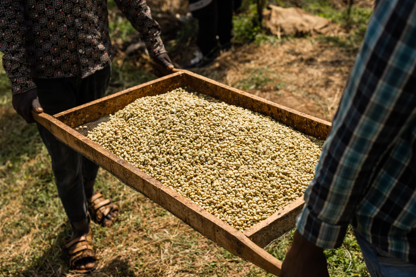 Ethiopia - Nensebo Bishan Guracha