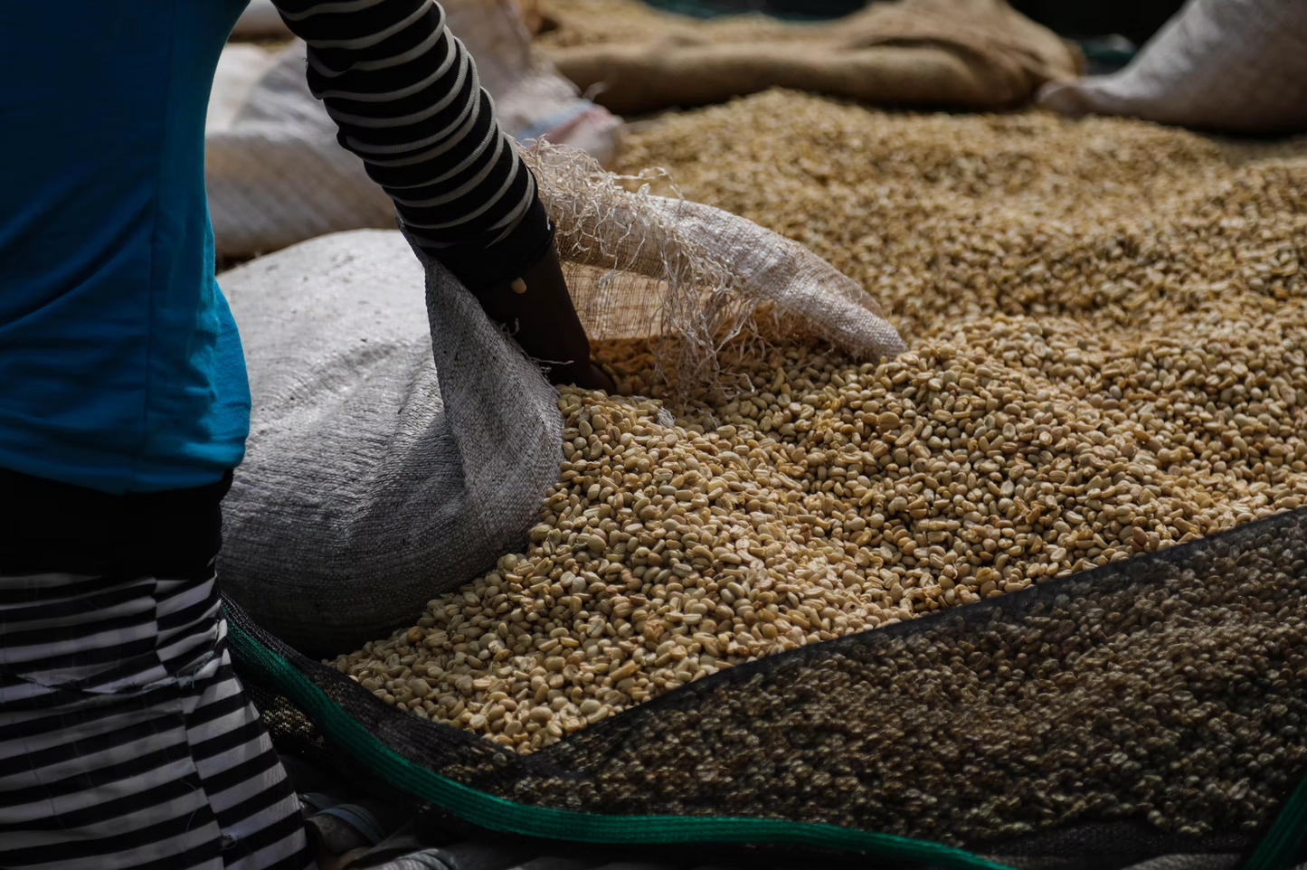 Ethiopia - Nensebo Bishan Guracha