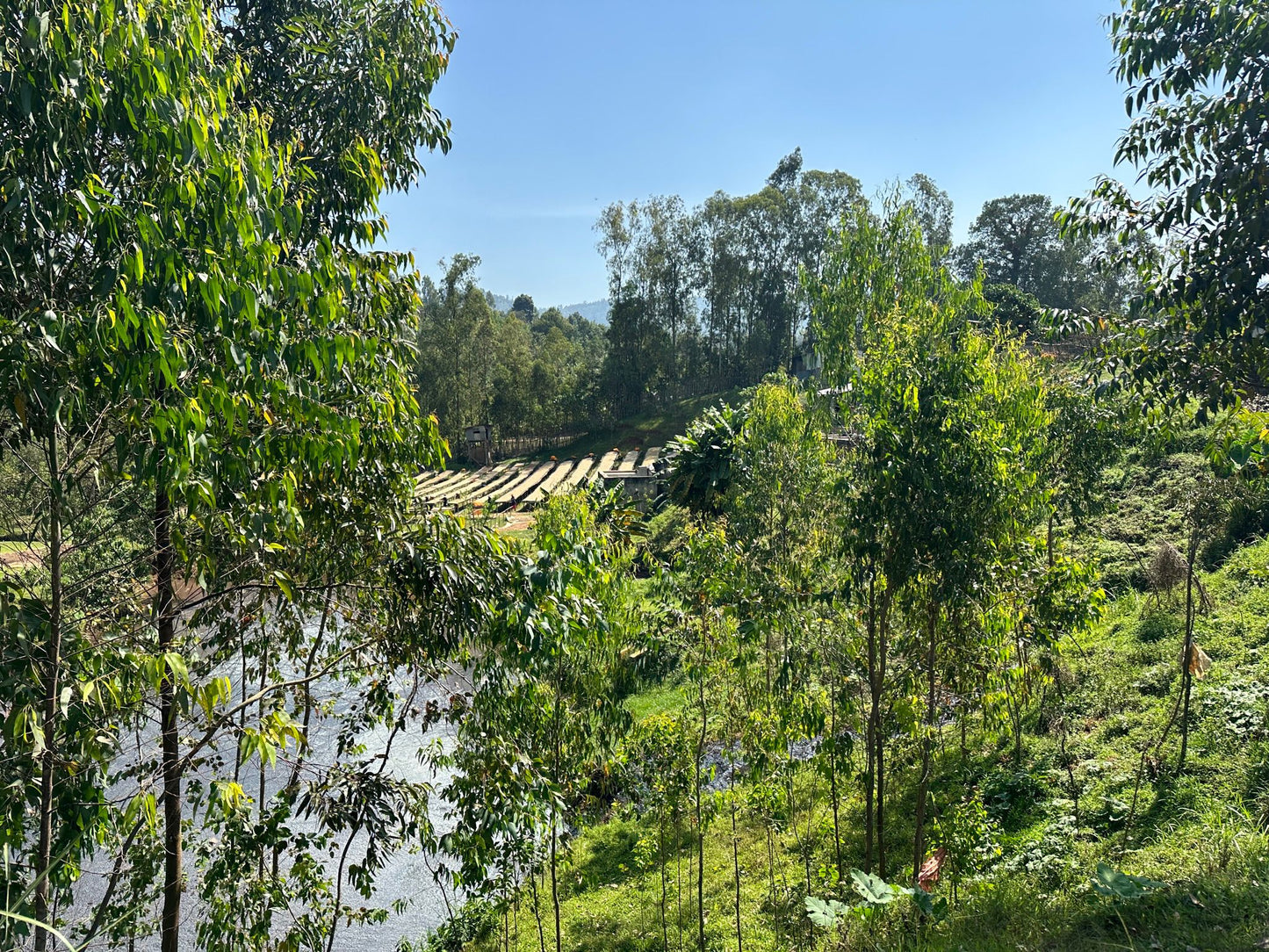 Ethiopia - Megadu Community Natural