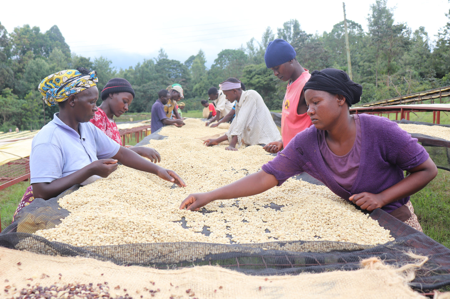 Kenya - Kamagogo PB #148