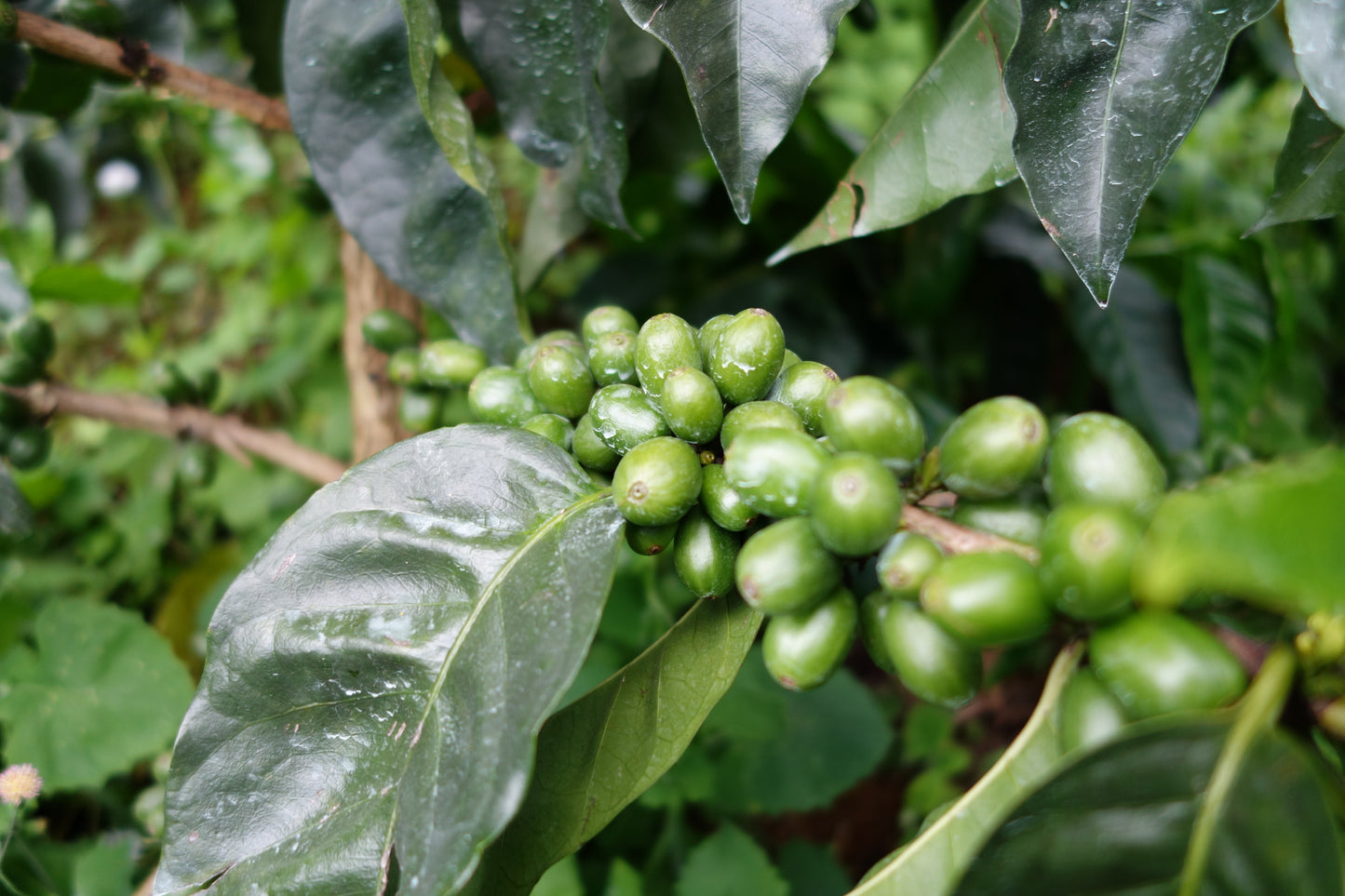 Colombia - Familia Saldarriaga Espresso