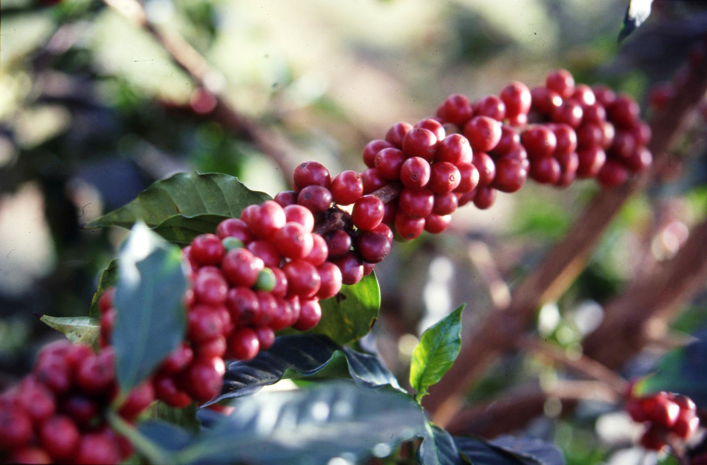 Kenya - Gondo AA #261