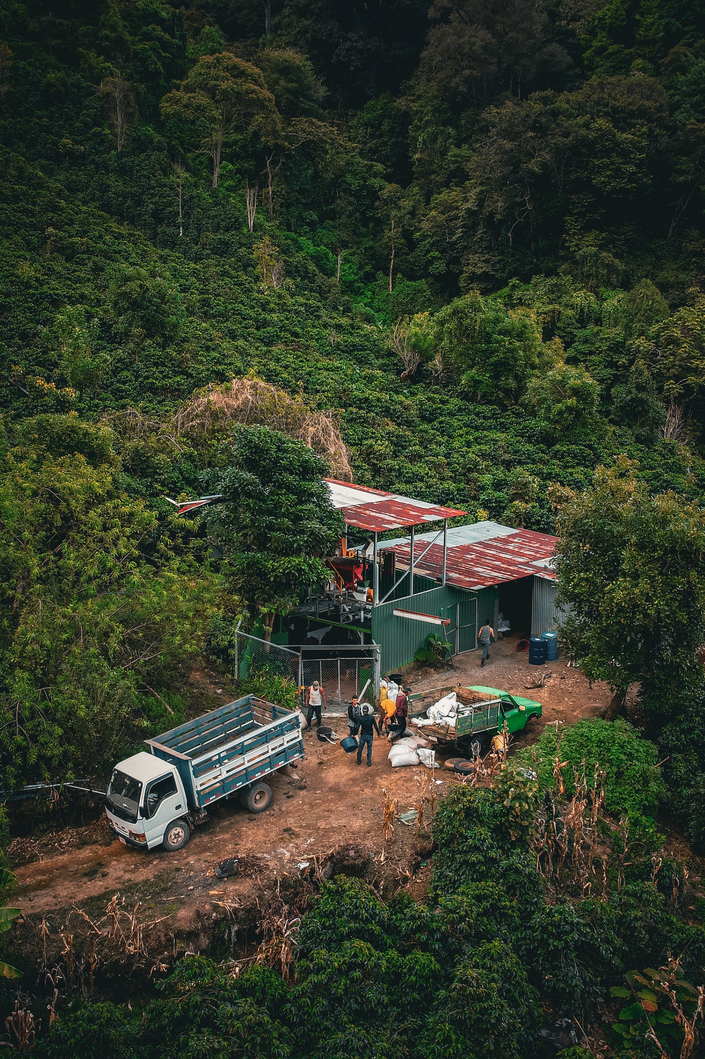 Costa Rica - Corazón de Jesús "El Salitre" Typica