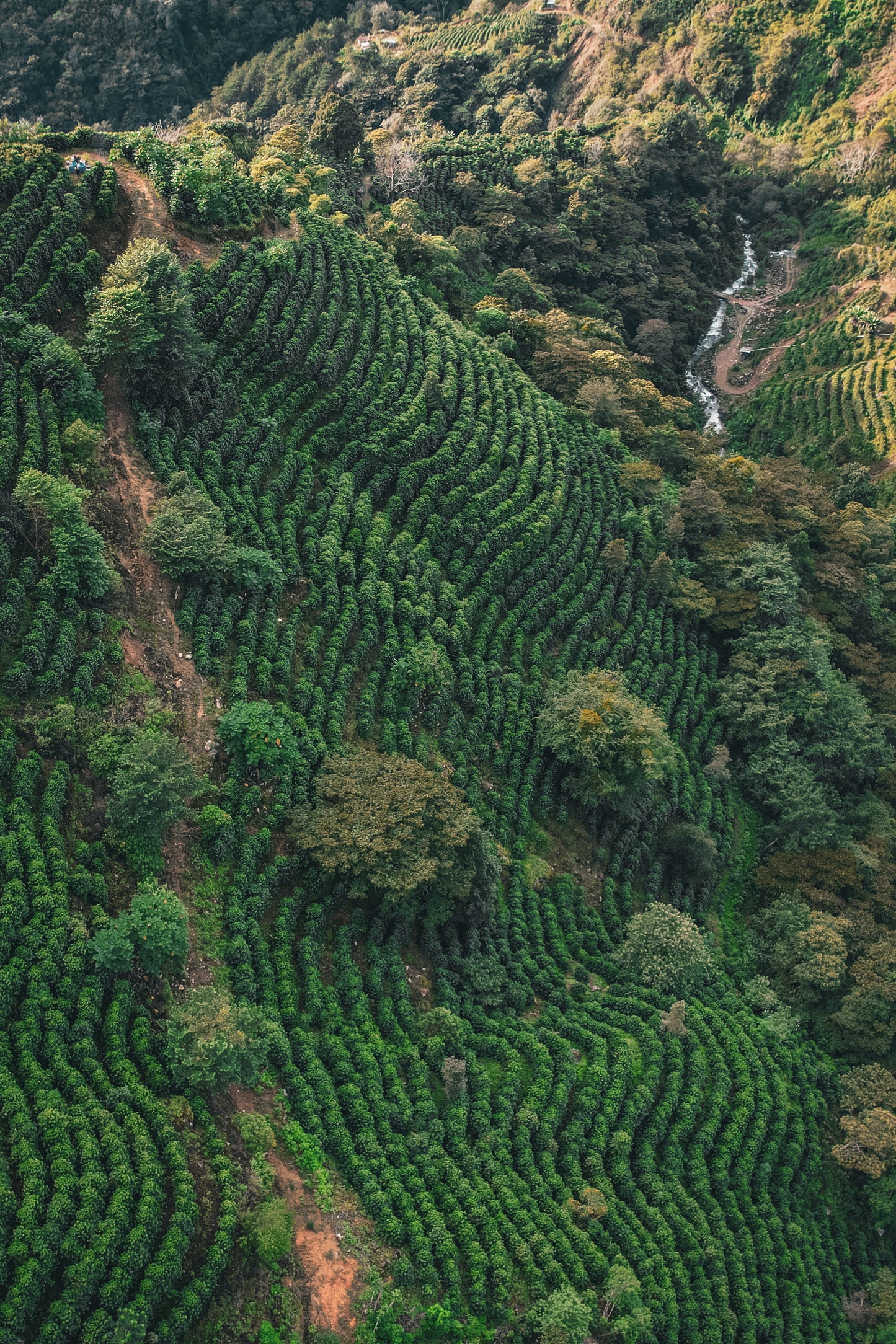 Costa Rica - Corazón de Jesús "El Salitre" Typica