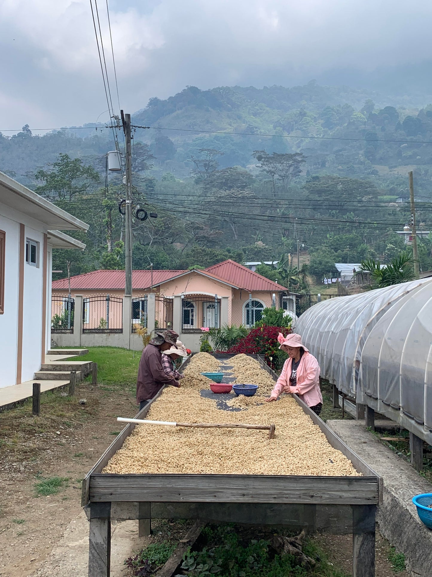 Honduras - Pedro Moreno's Gesha