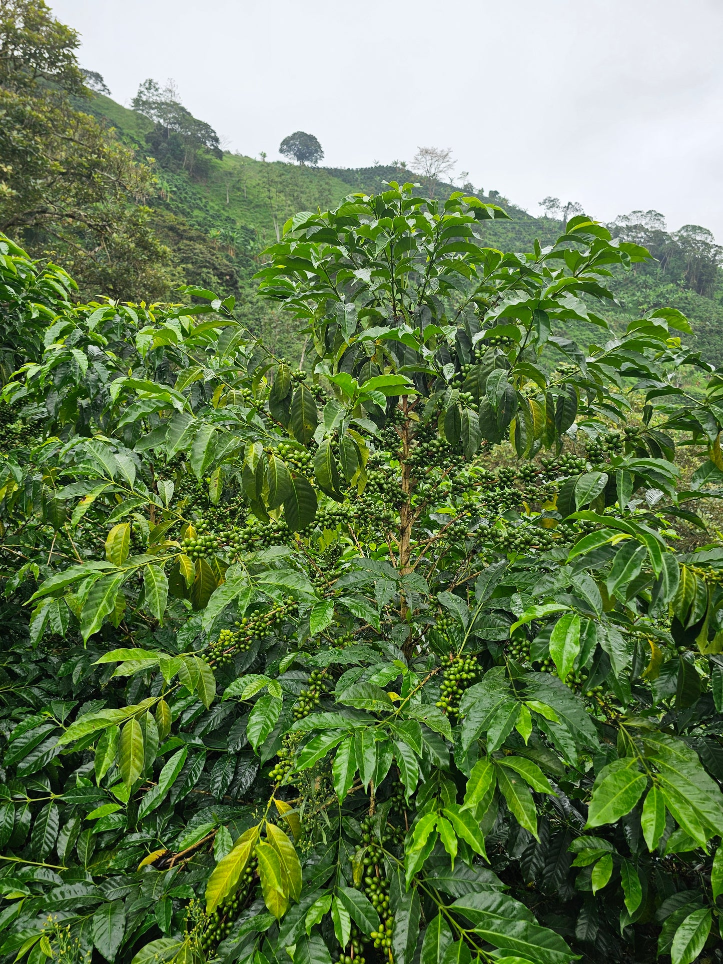 Colombia - La Soledad #9 - Ají [25/26]