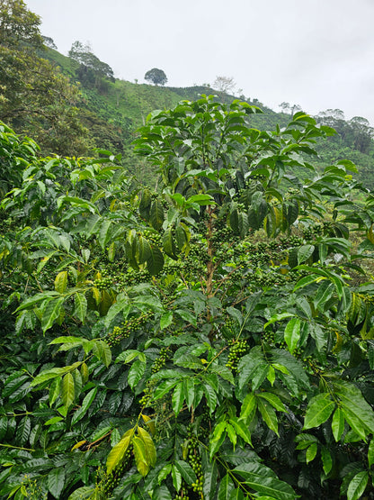 Colombia - La Soledad #9 - Ají [25/26]