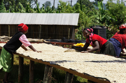 Kenya - Gichathaini AA #001 [24/25]