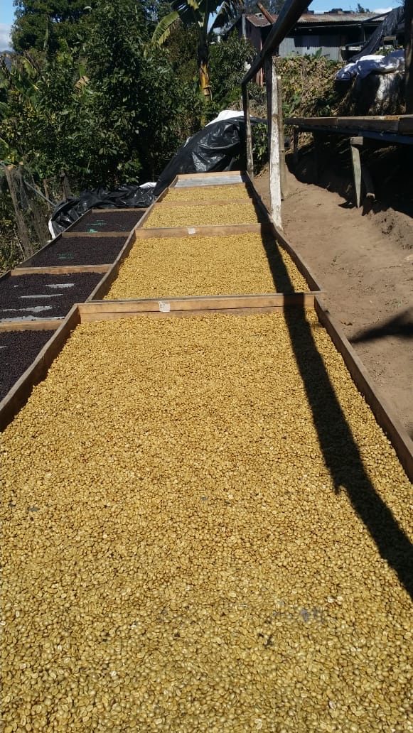 Guatemala - Fredy Orantes' Buena Vista Pacamara