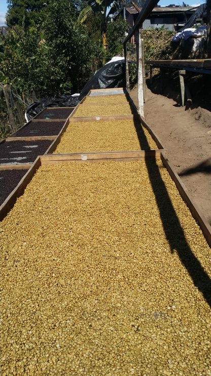 Guatemala - Fredy Orantes' Buena Vista Pacamara