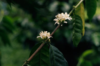 Colombia - Herbert Peñaloza's 575 Gesha