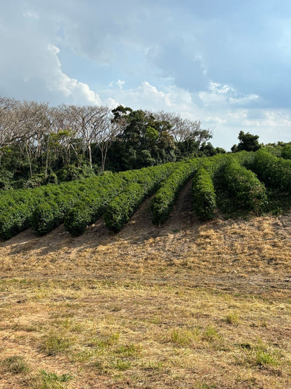 Brazil - Patricia Coelho Special Prep Espresso
