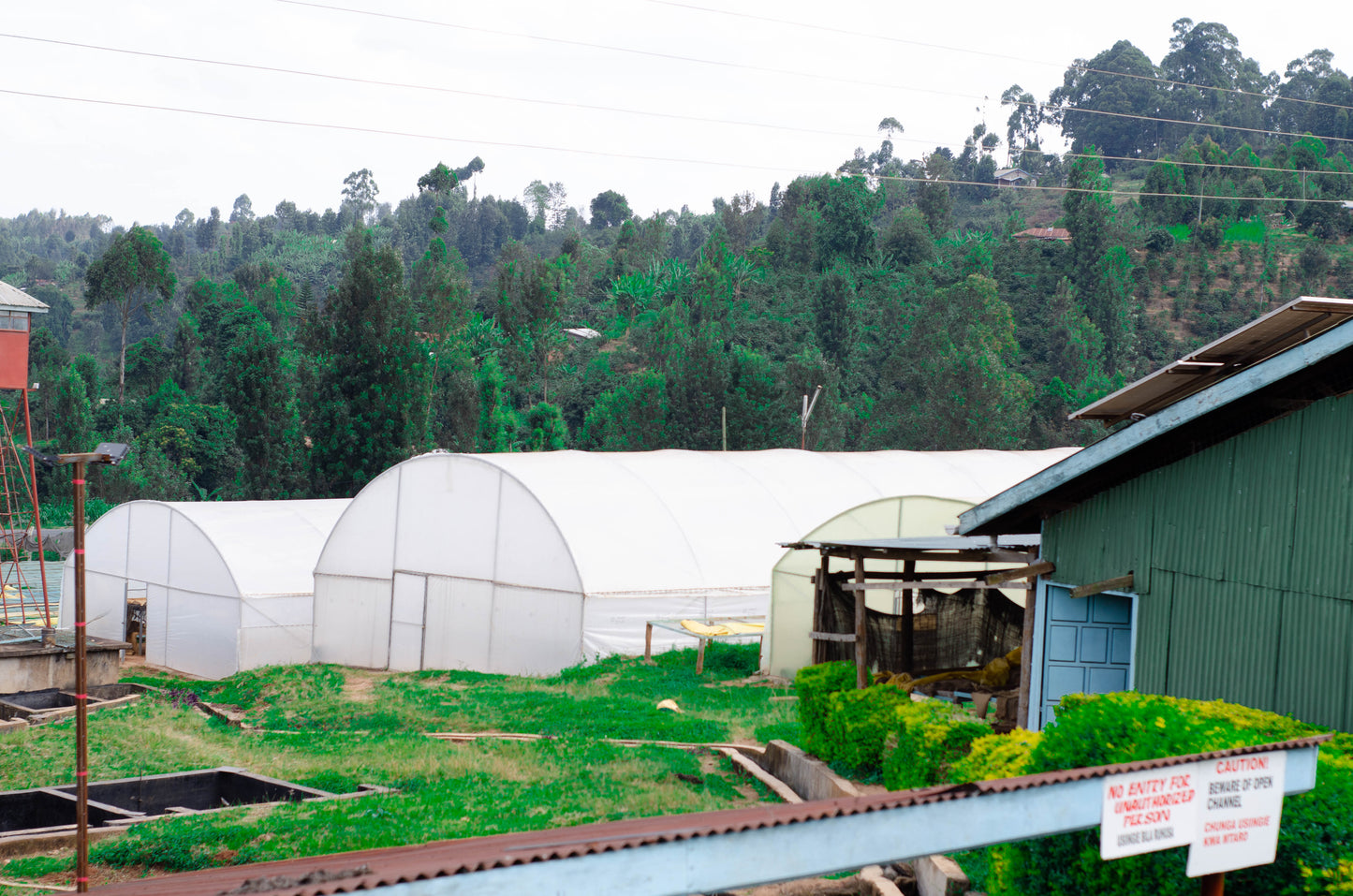 Kenya - Gichathaini AA #001 [24/25]