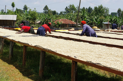 Kenya - Gichathaini AA #001 [24/25]