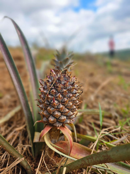 Rwanda - Dahwe FW 26/27