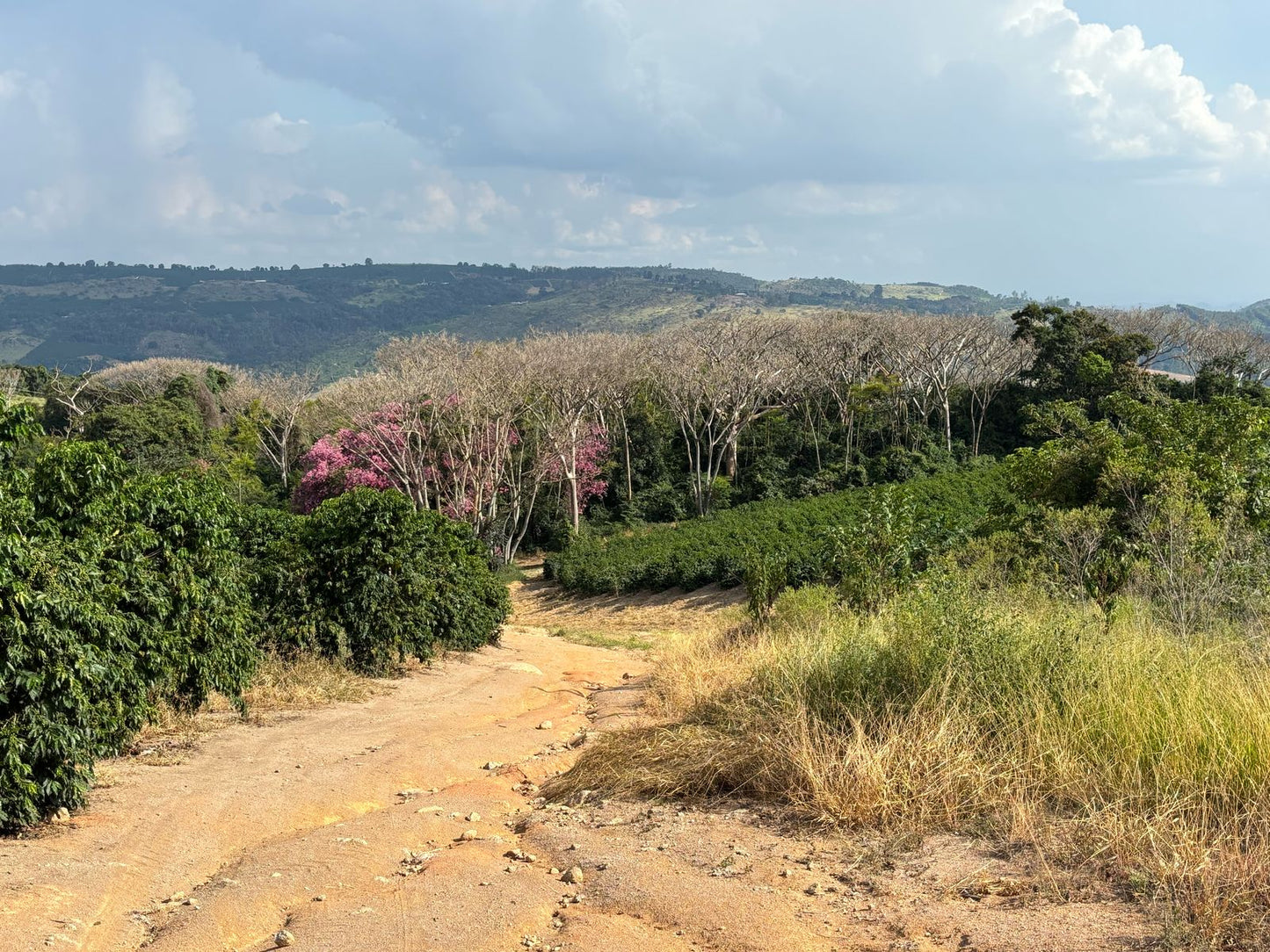 Brazil - Patricia Coelho Special Prep Espresso