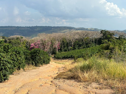 Brazil - Patricia Coelho Special Prep Espresso