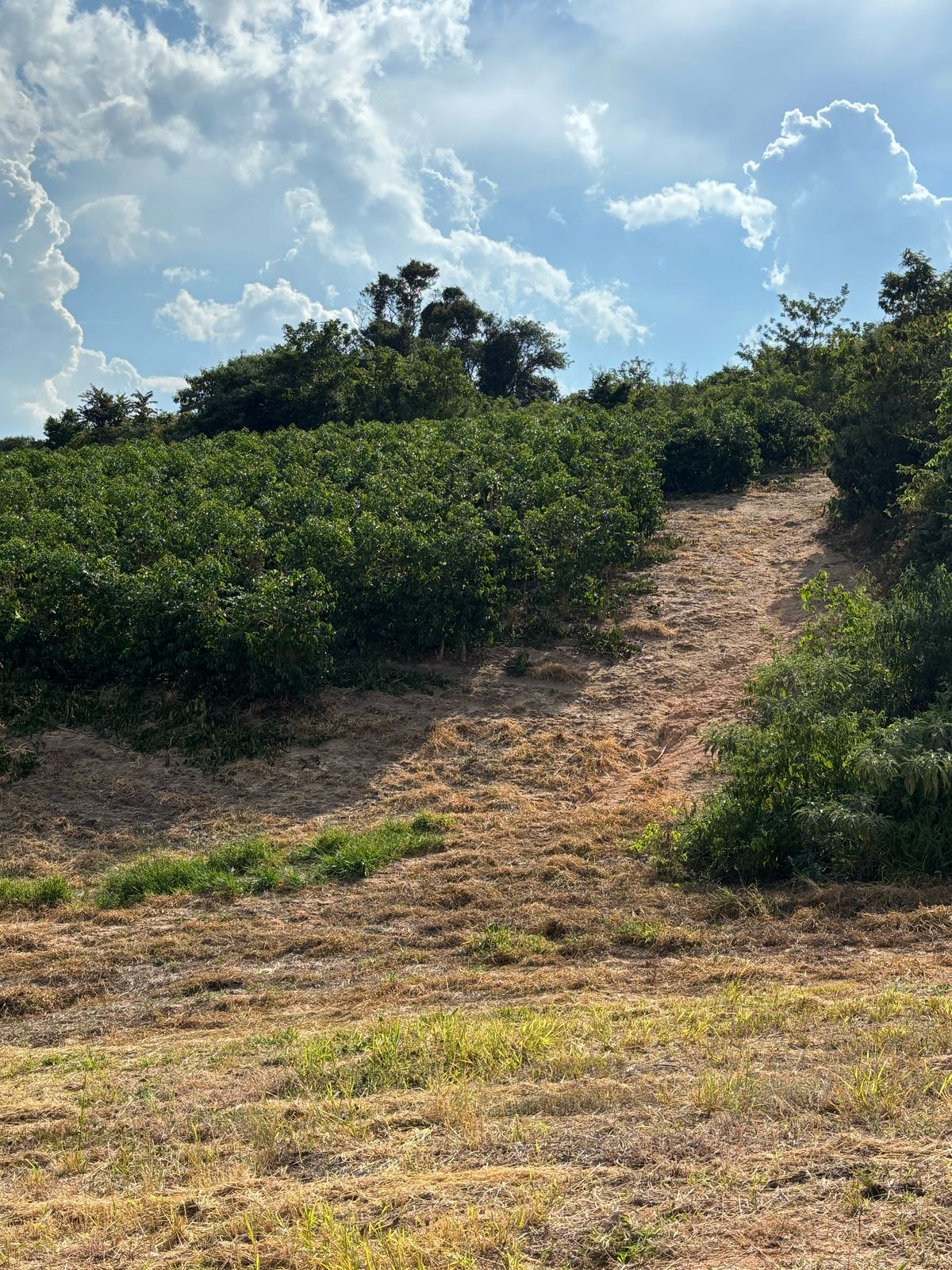 Brazil - Patricia Coelho Special Prep Espresso