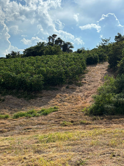 Brazil - Patricia Coelho Special Prep Espresso