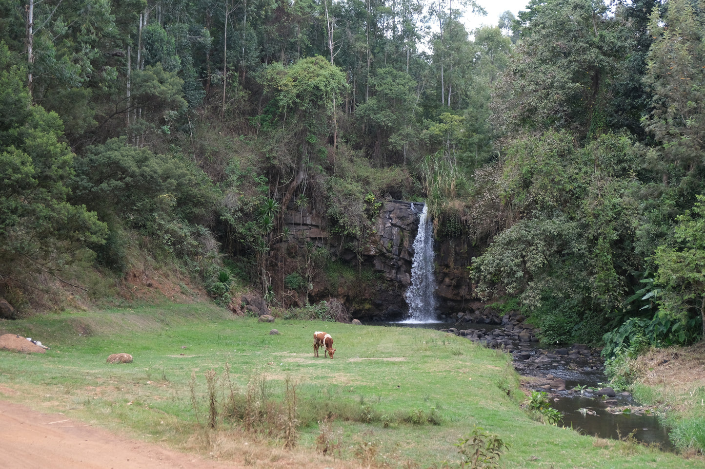 Kenya - Karumandi AA #023 [25/26]