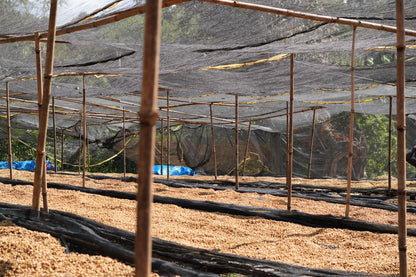 Ethiopia - Weessi Tima Anoxic Honey