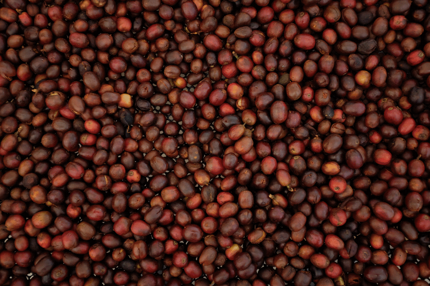 Colombia - Herbert Peñaloza's 575 Gesha